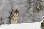 grey wolf