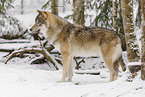 grey wolf