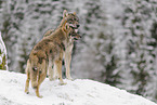 grey wolf
