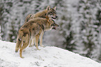 grey wolf