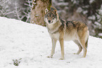 grey wolf