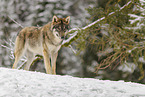 grey wolf