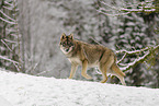 grey wolf