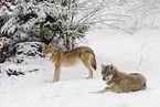 grey wolf