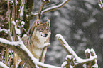 grey wolf
