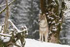 grey wolf