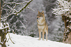 grey wolf