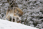 grey wolf