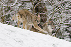 grey wolf