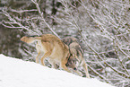 grey wolf