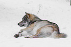 grey wolf