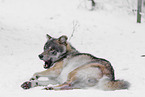 grey wolf