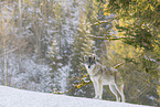 grey wolf