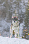 grey wolf