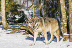 grey wolf