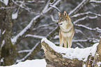 grey wolf