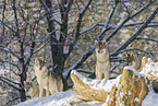 grey wolf