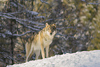 grey wolf