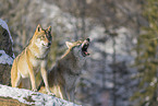 grey wolf