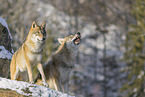 grey wolf