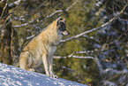 grey wolf