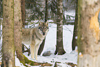 grey wolf