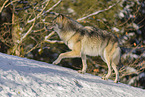 grey wolf