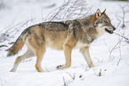 eurasian greywolf in winter