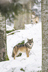 eurasian greywolf in winter