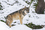 eurasian greywolf in winter