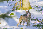 eurasian greywolf in winter