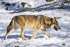 eurasian greywolf in winter