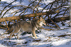 eurasian greywolf in winter