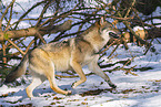 eurasian greywolf in winter