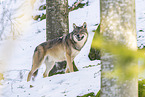 eurasian greywolf in winter
