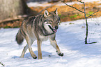 eurasian greywolf in winter