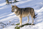 eurasian greywolf in winter