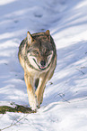 eurasian greywolf in winter