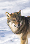 eurasian greywolf in winter