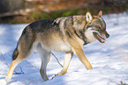 eurasian greywolf in winter