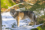 eurasian greywolf in winter