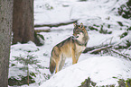 eurasian greywolf in winter