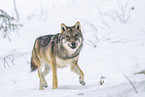 eurasian greywolf in winter