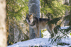 eurasian greywolf in winter