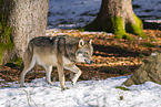 eurasian greywolf in winter