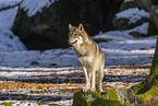 eurasian greywolf in winter