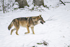 eurasian greywolf in winter