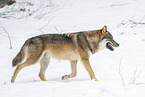 eurasian greywolf in winter