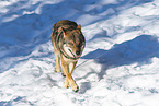 eurasian greywolf in winter