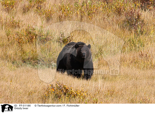 Grizzly bear / FF-01186